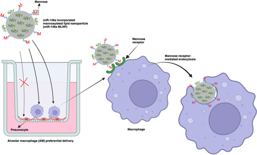 Macrophage-Targeted Lipid Nanoparticle Delivery of microRNA-146a to Mitigate Hemorrhagic Shock-Induced Acute Respiratory Distress Syndrome.