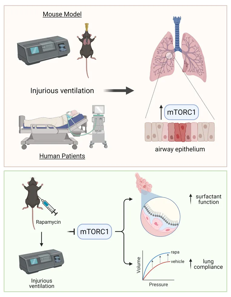 Update on the Features and Measurements of Experimental Acute Lung Injury in Animals: An Official American Thoracic Society Workshop Report.