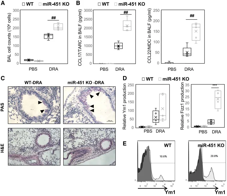 PolyADP-Ribosylation of NFATc3 and NF-κB Transcription Factors Modulate Macrophage Inflammatory Gene Expression in LPS-Induced Acute Lung Injury.