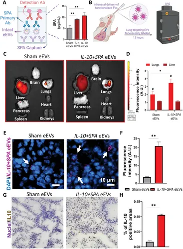 Engineered Extracellular Vesicles Derived from Dermal Fibroblasts Attenuate Inflammation in a Murine Model of Acute Lung Injury.