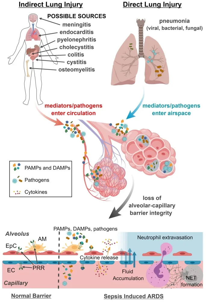 FoxO1 is a critical regulator of M2-like macrophage activation in allergic asthma.