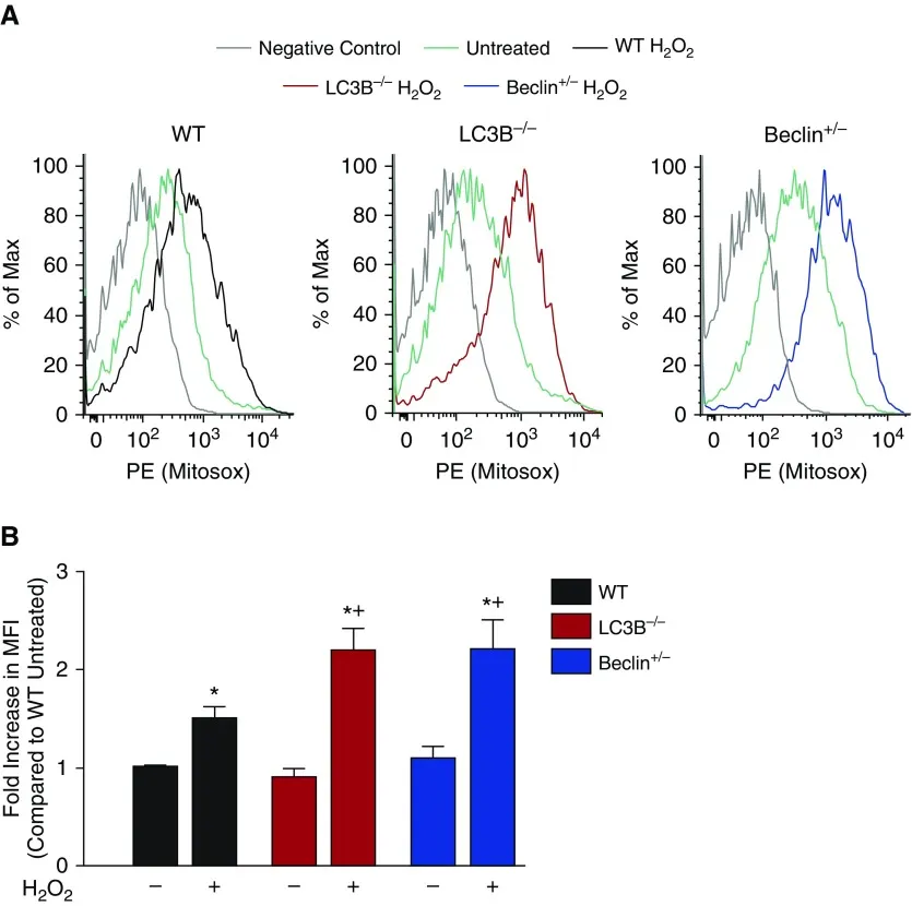 Using a Novel Microfabricated Model of the Alveolar-Capillary Barrier to Investigate the Effect of Matrix Structure on Atelectrauma.