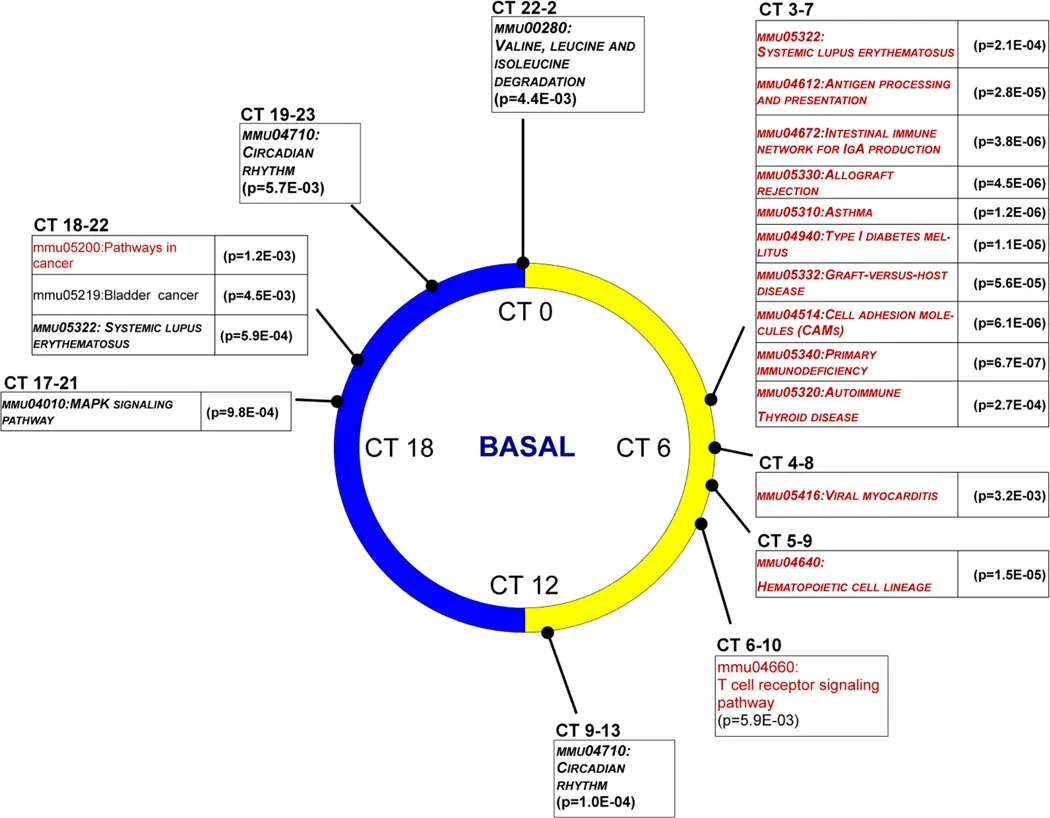 Interstitial Lung Abnormalities Are Associated with Acute Respiratory Distress Syndrome.