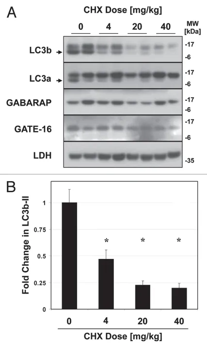Isoflurane Ameliorates Acute Lung Injury by Preserving Epithelial Tight Junction Integrity.