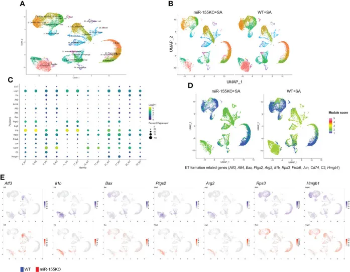 Ozone impairs endogenous compensatory responses in allergic asthma.