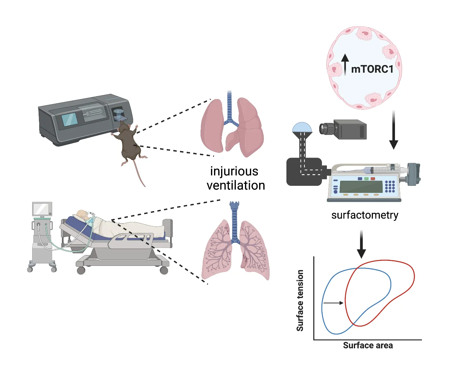 Targeting mTORC1 activation during lung injury